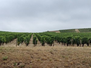 Vineyards of Chablis Premier Cru