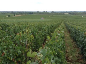 Les Genevrieres Home to the best Meursault vines!
