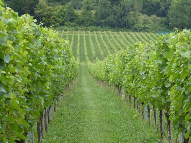 Vineyard in JUly